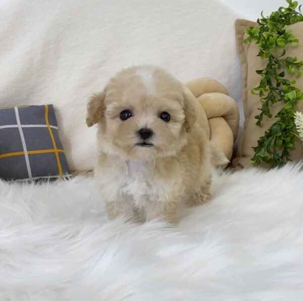 Athena - Female maltipoo