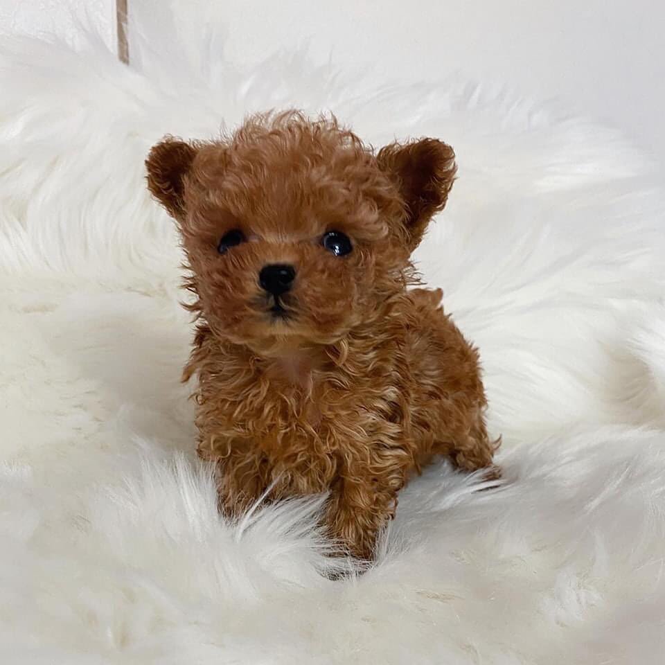 Luna Teacup poodle TEACUP PUPPIES FOR ADOPTION