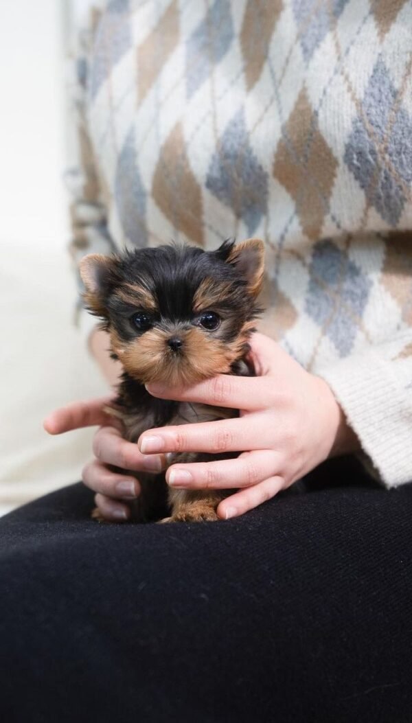 Pam - Female Micro yorkie