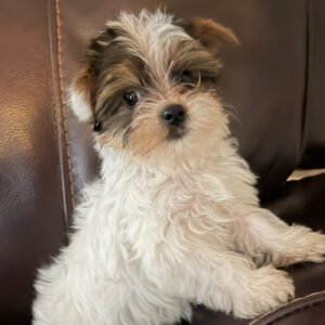 Sunshine - Parti Yorkie