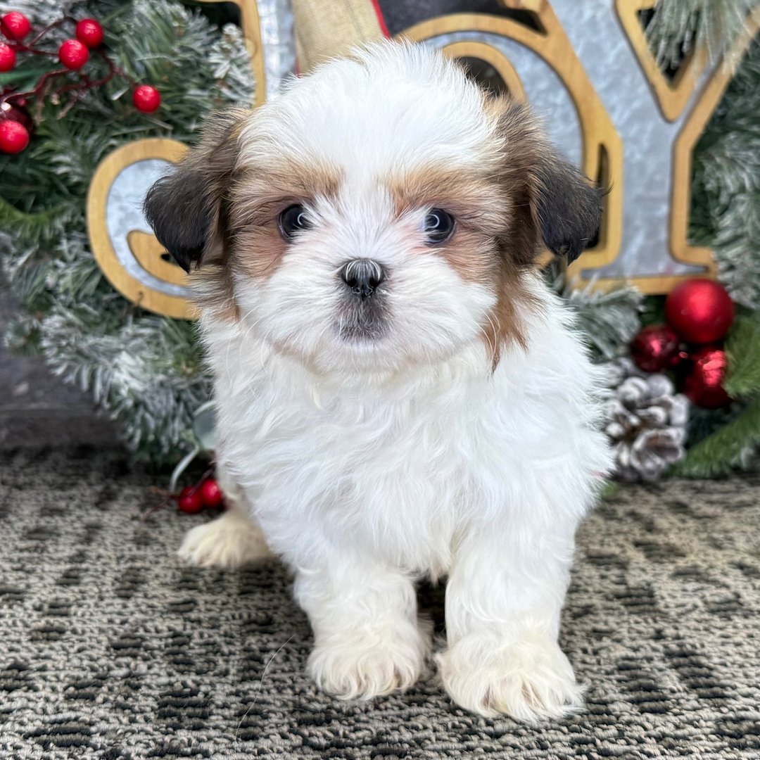 Zoey - Teacup Shitzu - Image 2