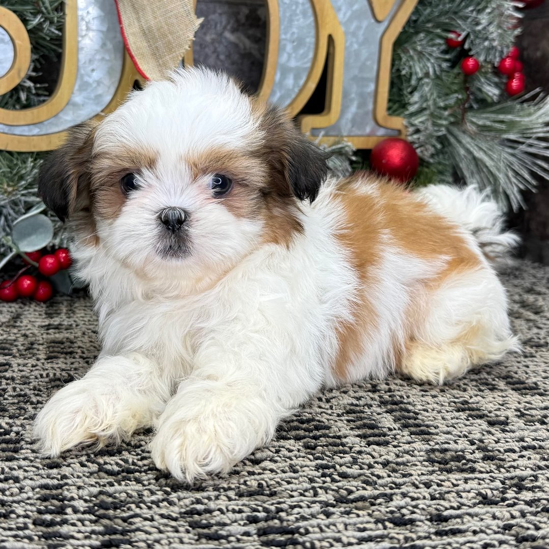 Zoey - Teacup Shitzu - Image 3