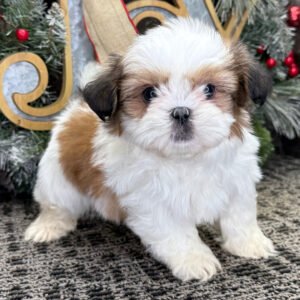 Zoey - Teacup Shitzu
