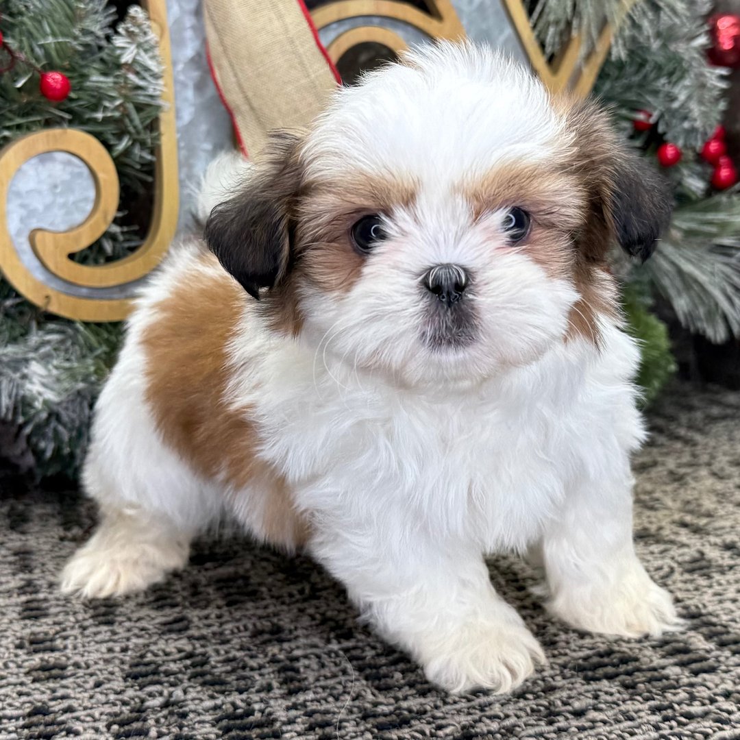Zoey - Teacup Shitzu