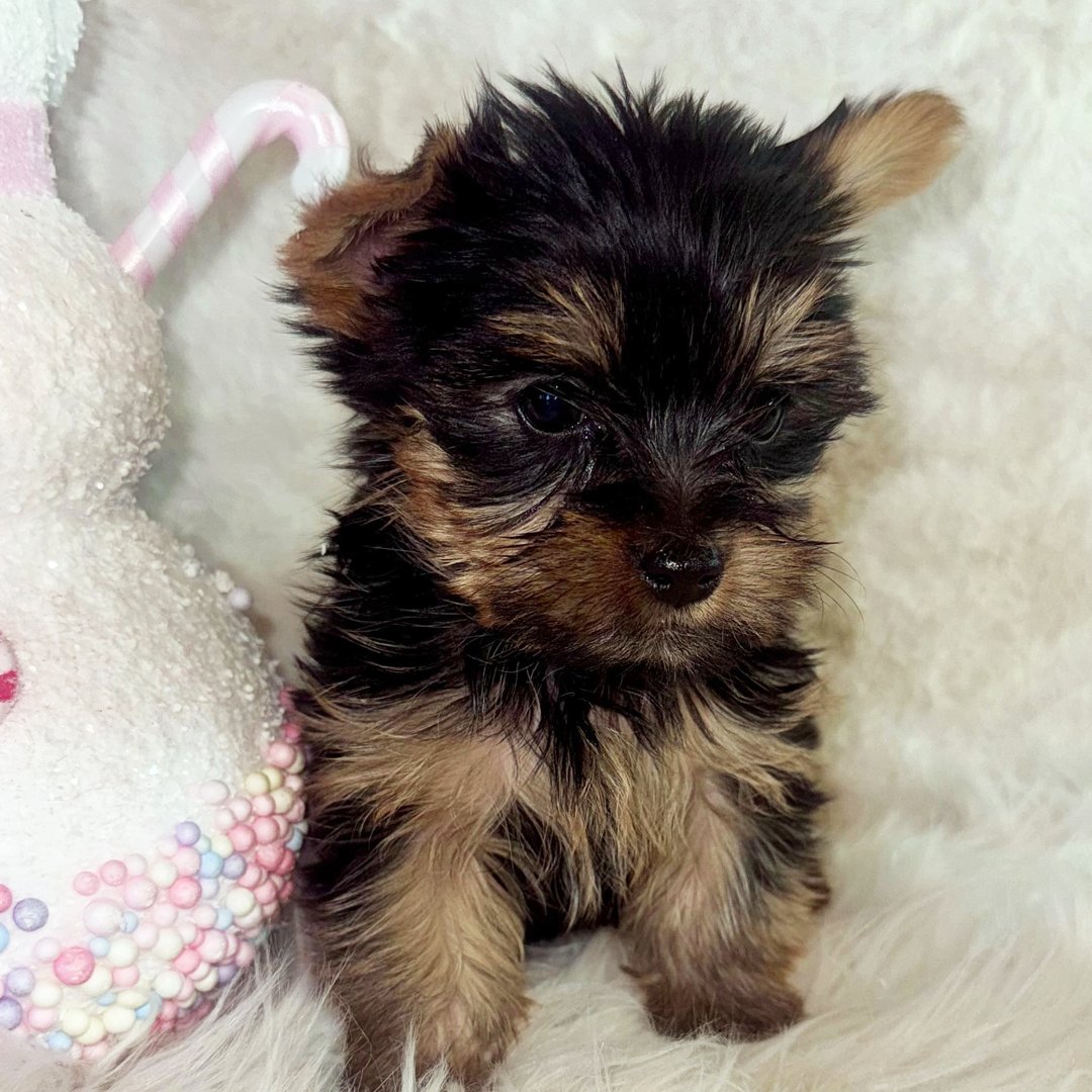 Aurora - Teacup Yorkie - Image 2
