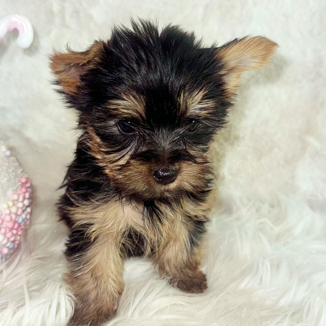 Aurora - Teacup Yorkie - Image 3