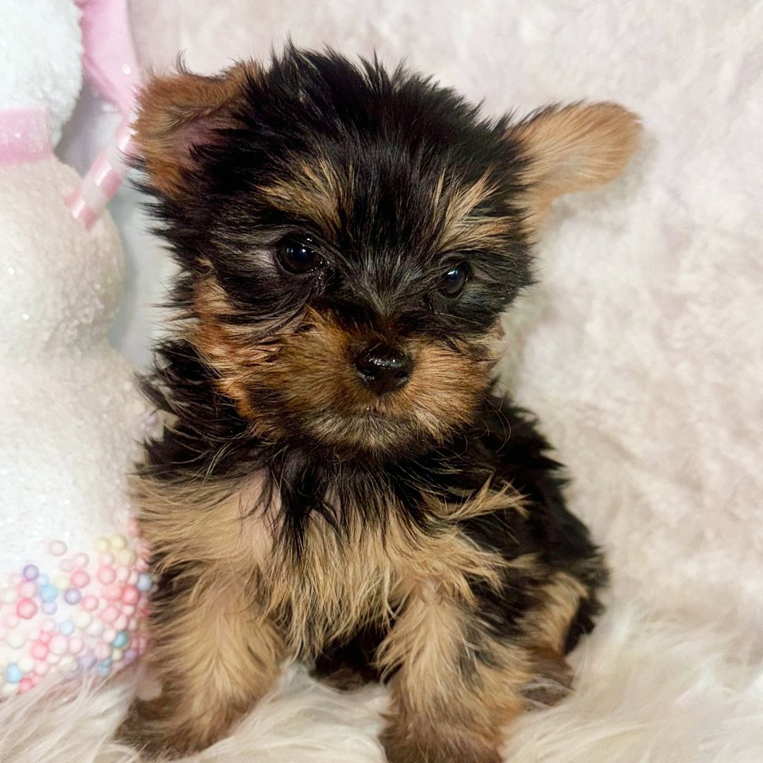 Aurora - Teacup Yorkie - Image 4