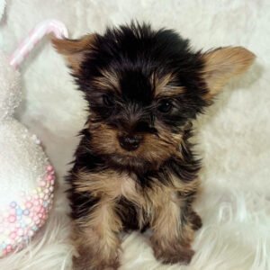Aurora - Teacup Yorkie