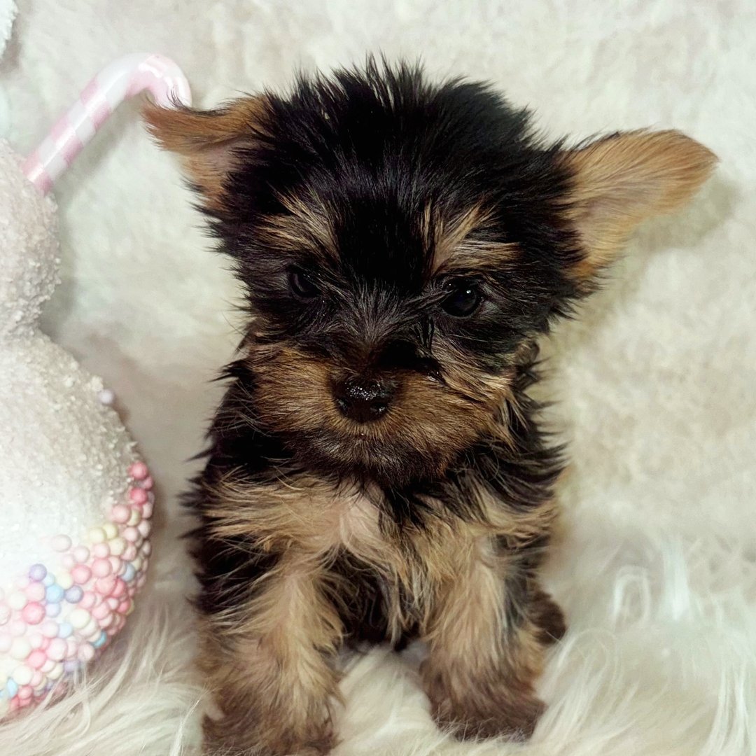 Aurora - Teacup Yorkie