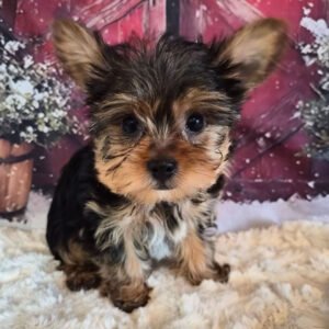A small black-and-tan puppy with fluffy fur sits on a white faux fur rug, gazing at the camera.