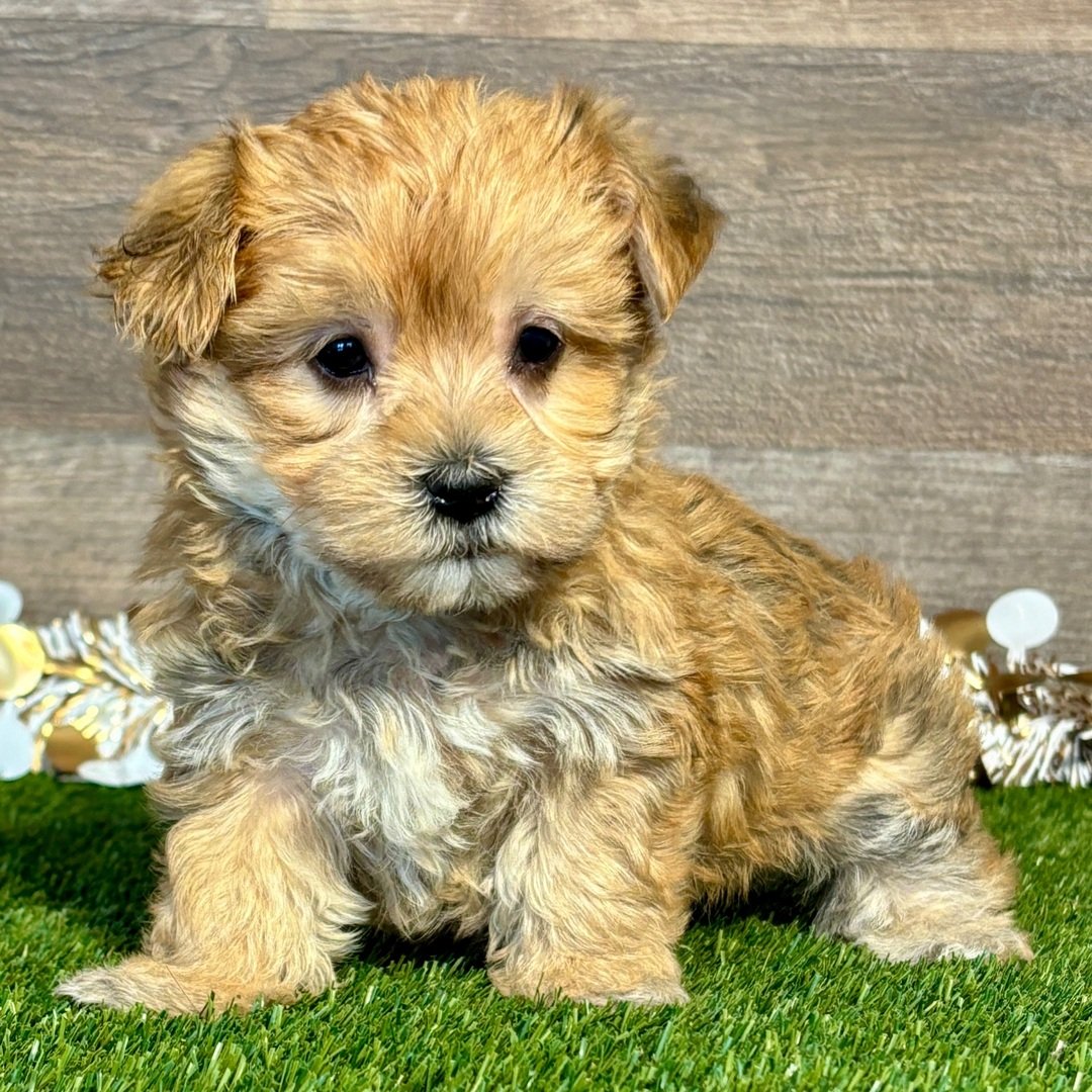 Cute fluffy golden-brown puppy sitting on artificial grass, looking at the camera, with a wooden backdrop behind it.