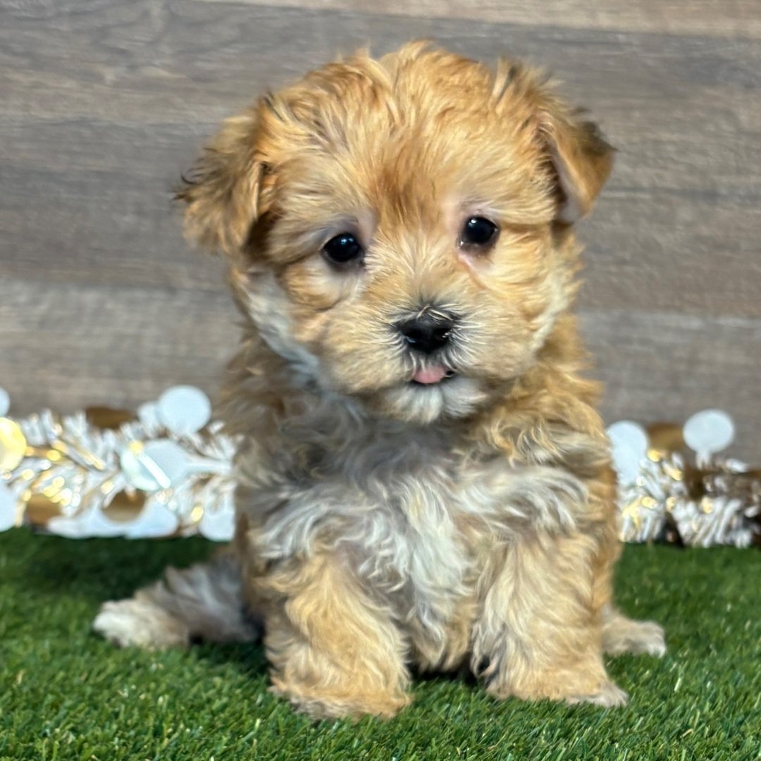 Tiny fluffy puppy with light brown fur sitting on artificial grass, looking at the camera.