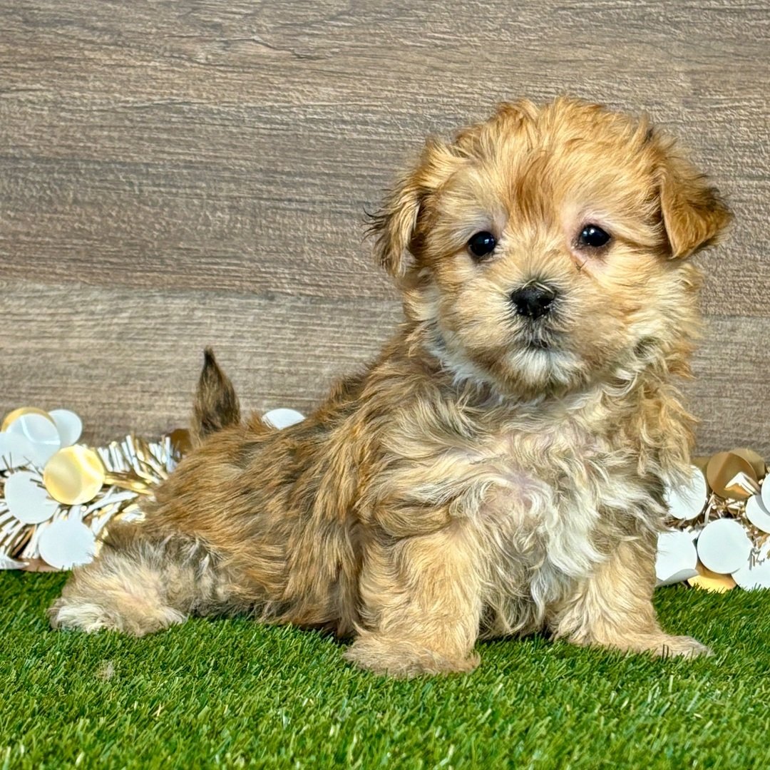Cute fluffy puppy with tan fur sitting on artificial grass, festive gold and white confetti in the background with a wooden backdrop.