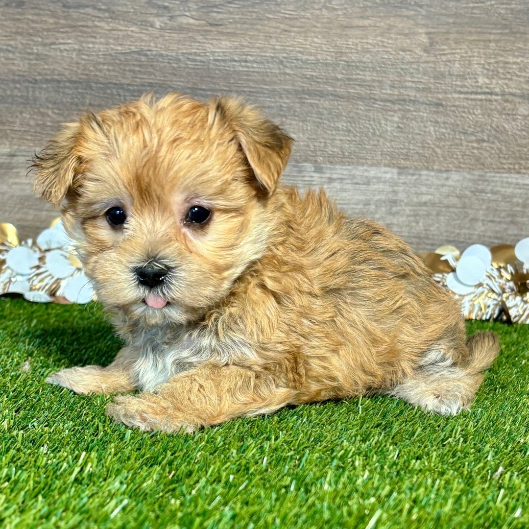 Cute fluffy tan puppy lying on green grass, facing the camera with a tiny pink tongue showing.