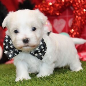 Pippa - Teacup Morkie