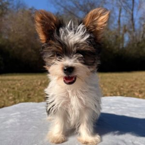 Toby - Partie yorkie