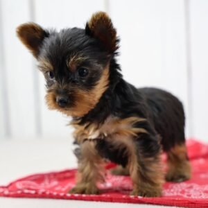 Electra - Teacup Yorkie
