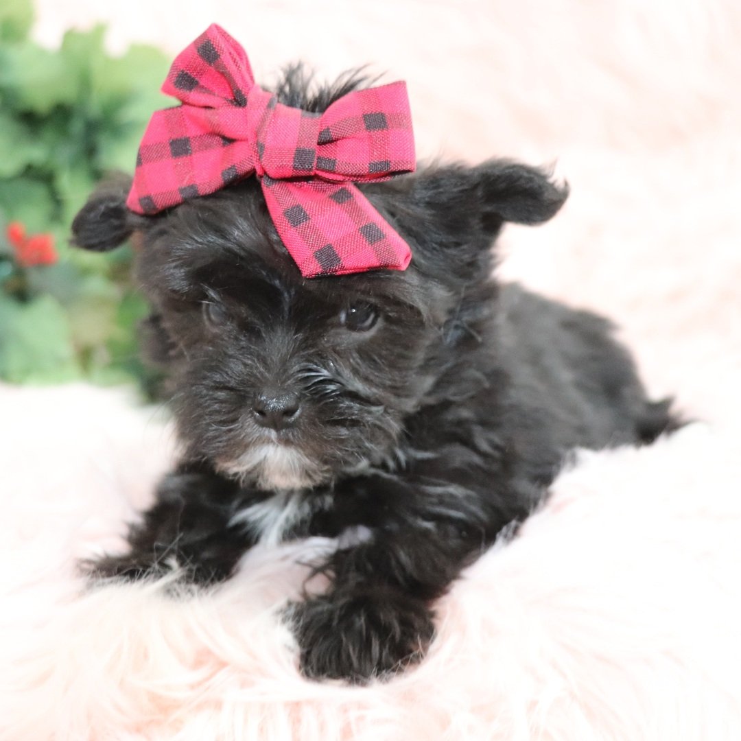 Blair - Teacup Morkie - Image 2