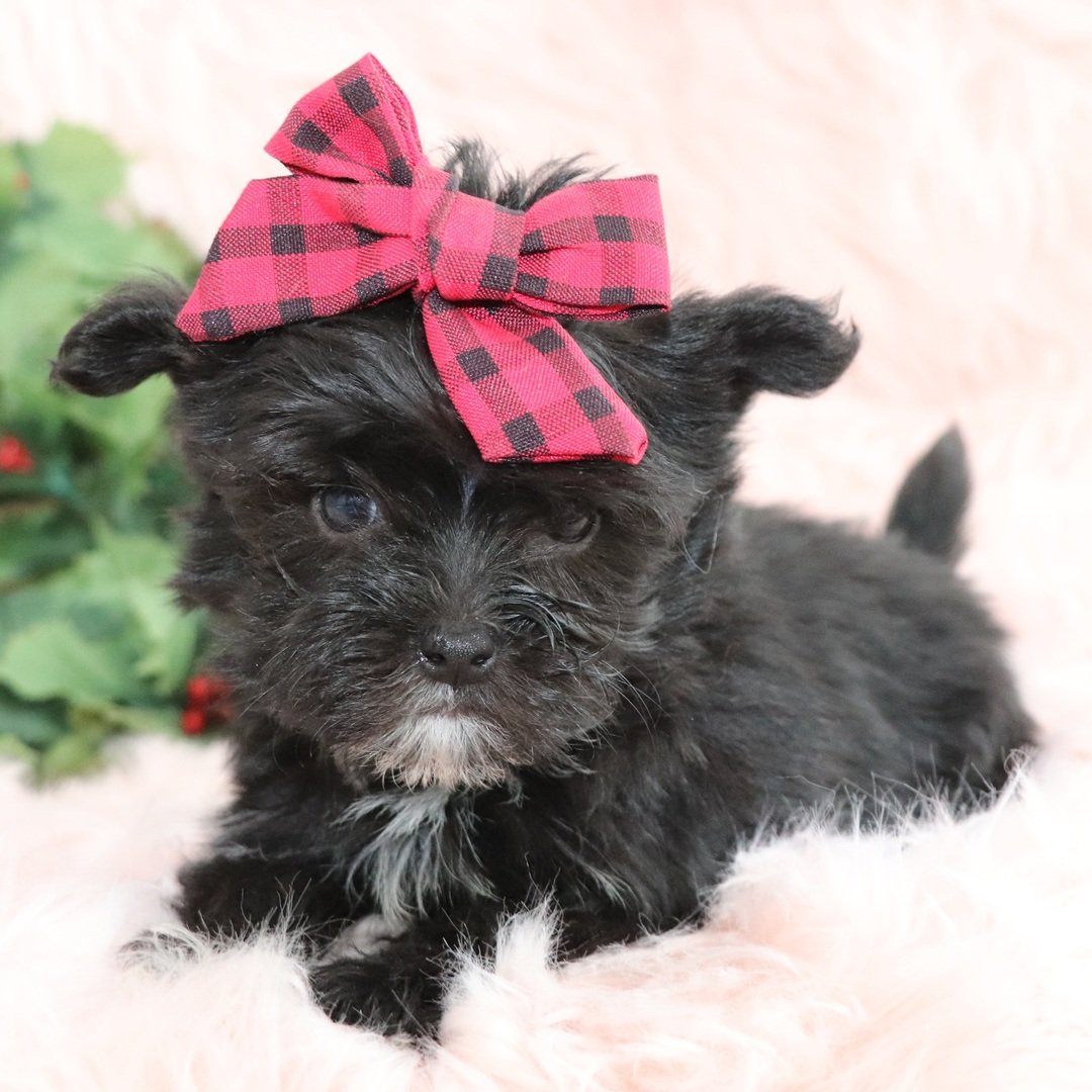 Blair - Teacup Morkie