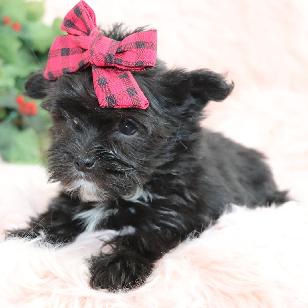 Blair - Teacup Morkie - Image 3