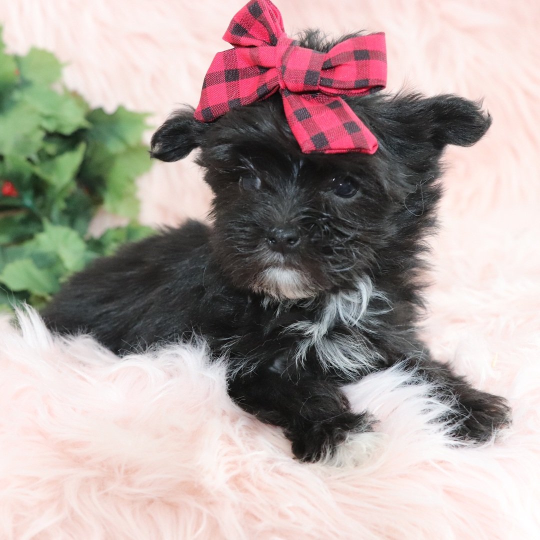 Blair - Teacup Morkie - Image 4